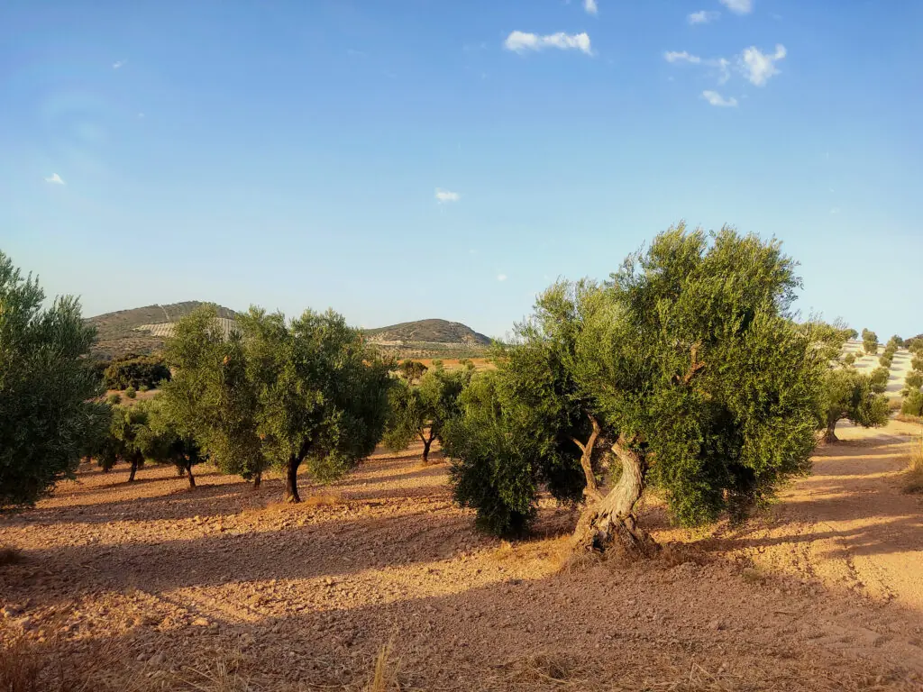 finca-canuto-olivar