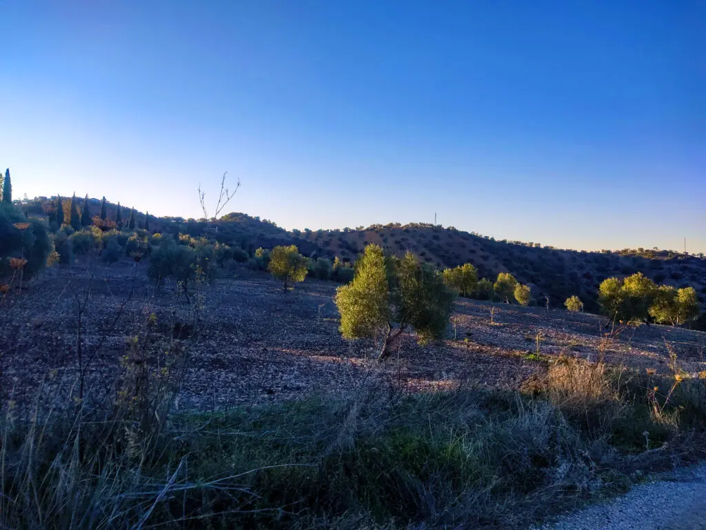 finca-pilillas-olivar