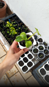 preparar-los-semilleros