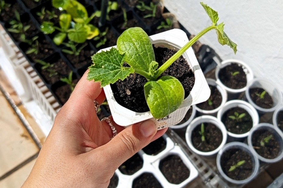 preparar-los-semilleros