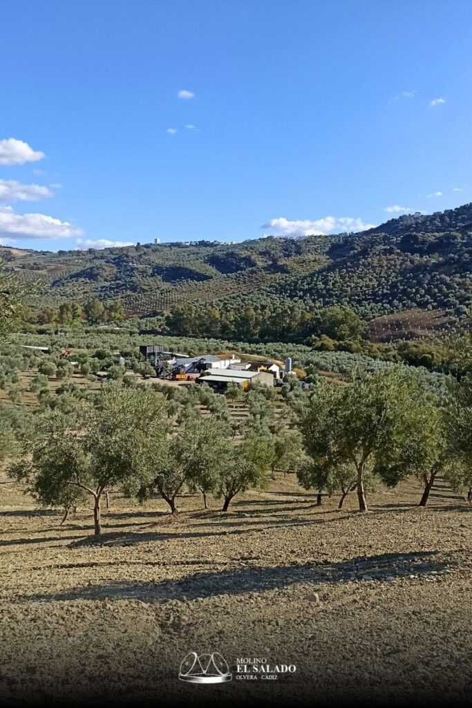 olivar de montaña en olvera cádiz