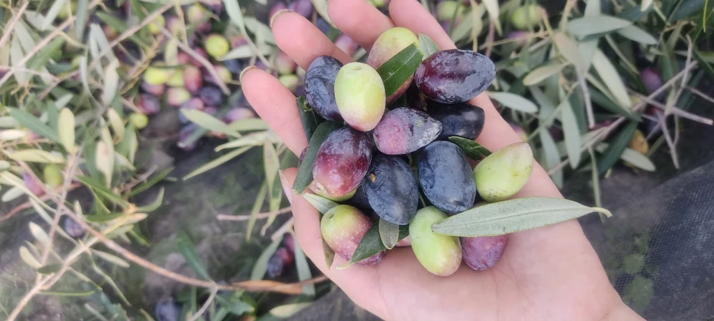 el pipo de la aceituna