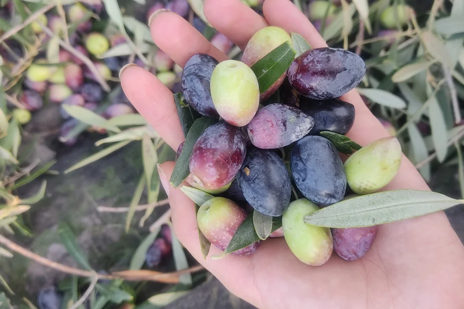 el pipo de la aceituna