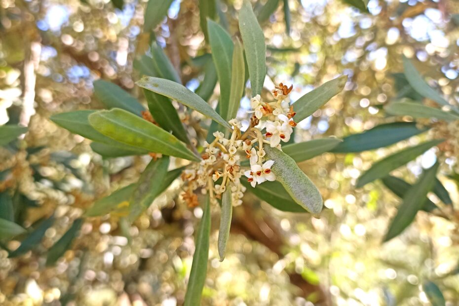floración-olivo