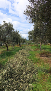 poda del olivo en Olvera