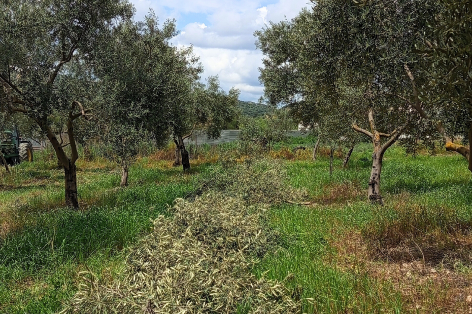 poda del olivo en Olvera